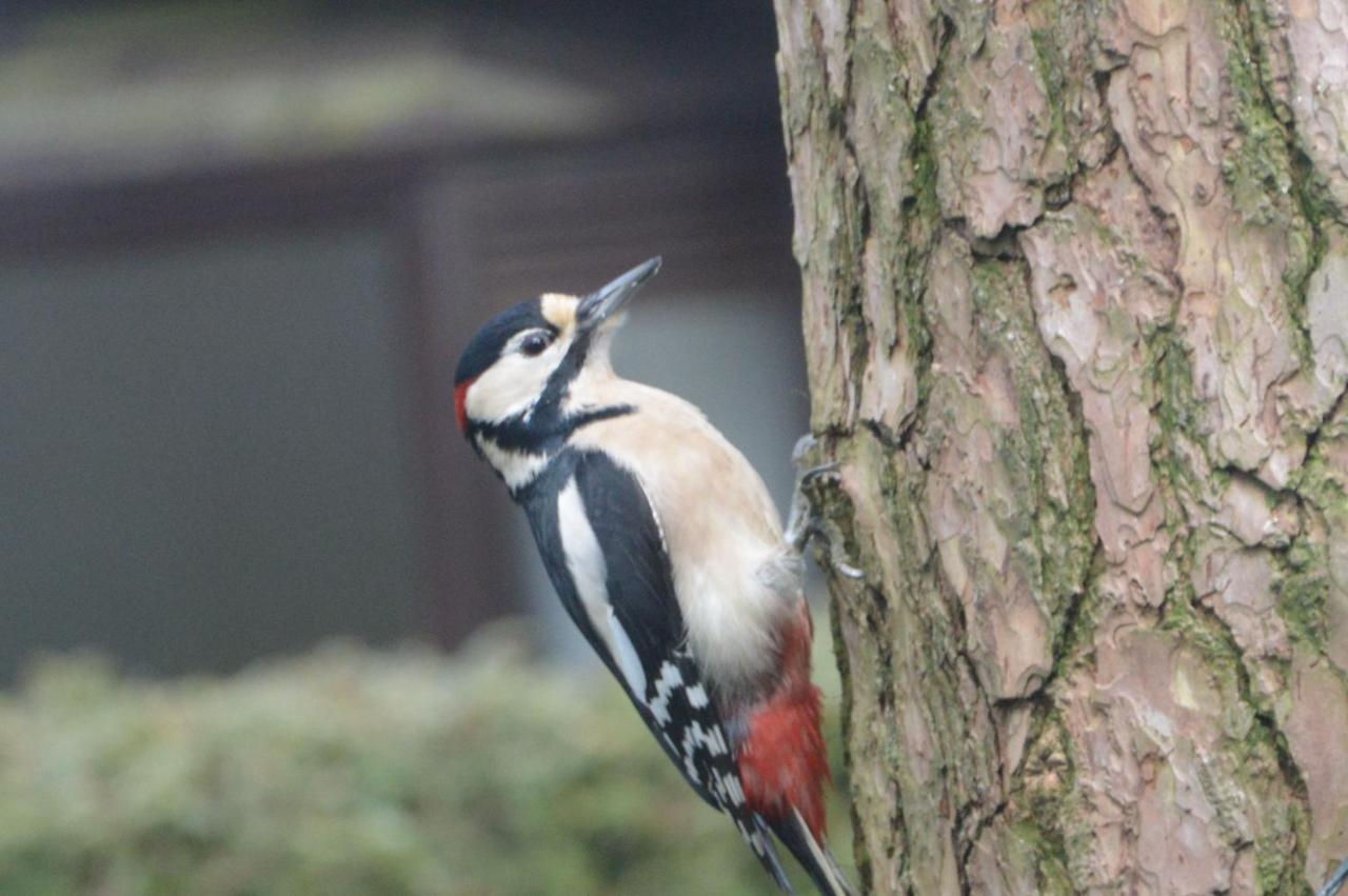Boshuis Turquoise / Smaakvol Genieten Op De Veluwe Hoenderloo Kültér fotó