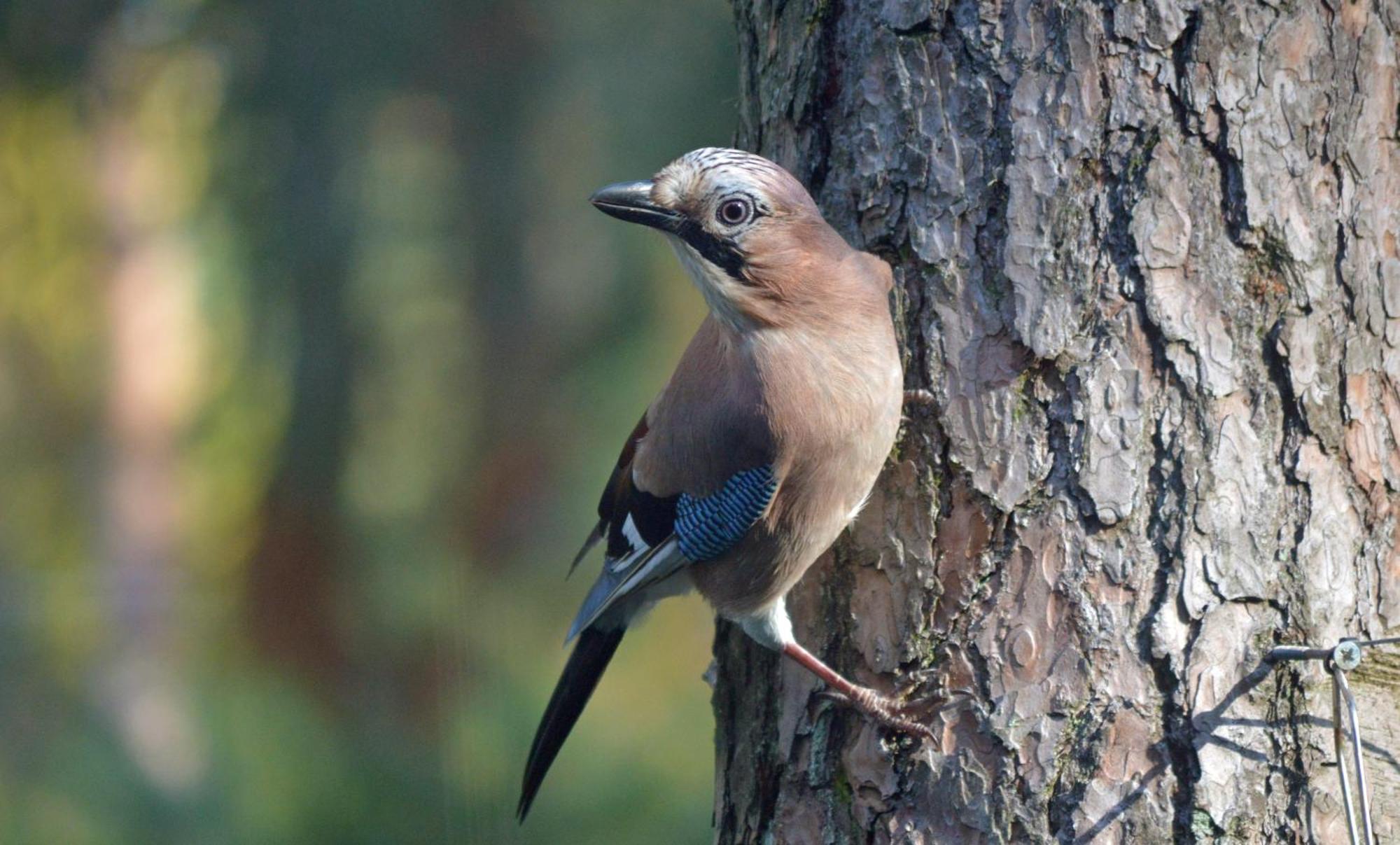 Boshuis Turquoise / Smaakvol Genieten Op De Veluwe Hoenderloo Kültér fotó