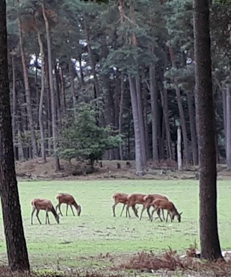 Boshuis Turquoise / Smaakvol Genieten Op De Veluwe Hoenderloo Kültér fotó
