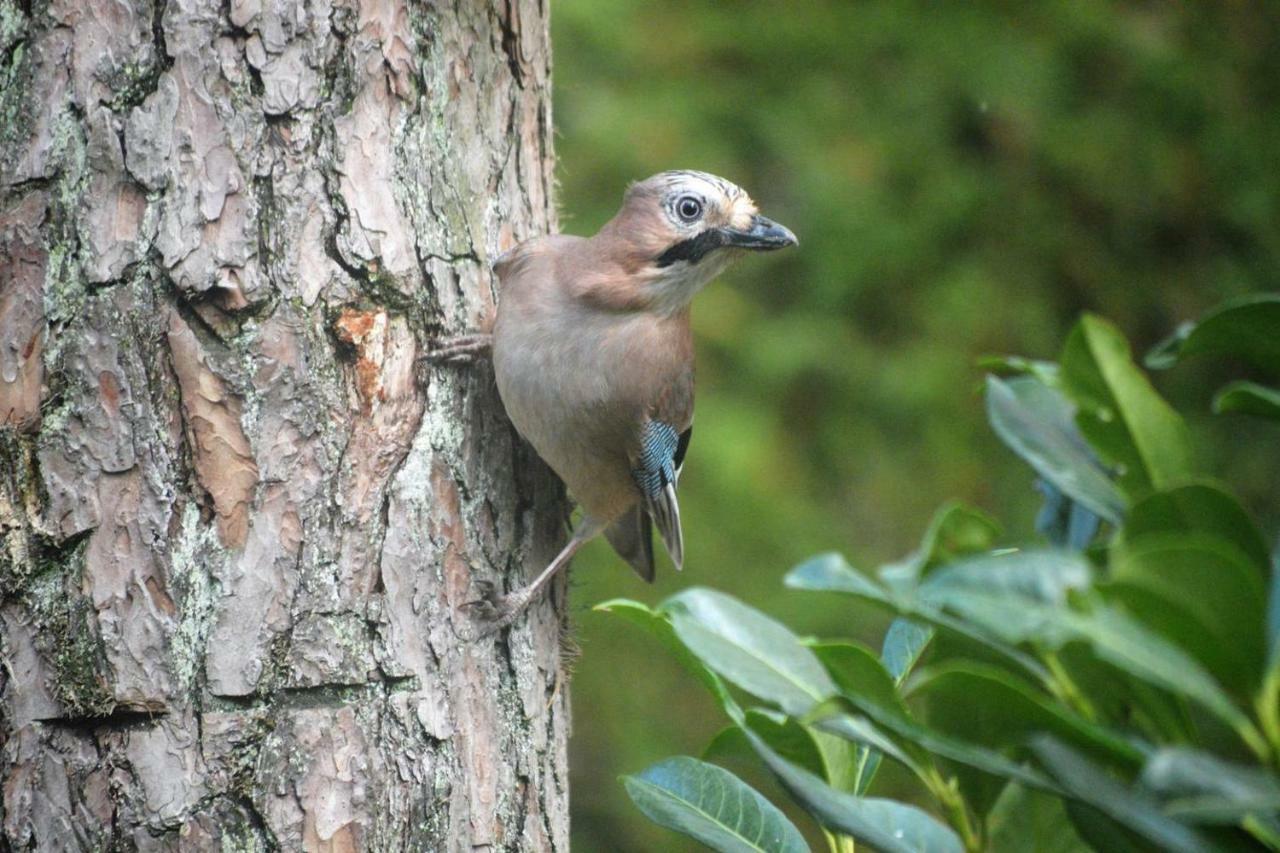 Boshuis Turquoise / Smaakvol Genieten Op De Veluwe Hoenderloo Kültér fotó