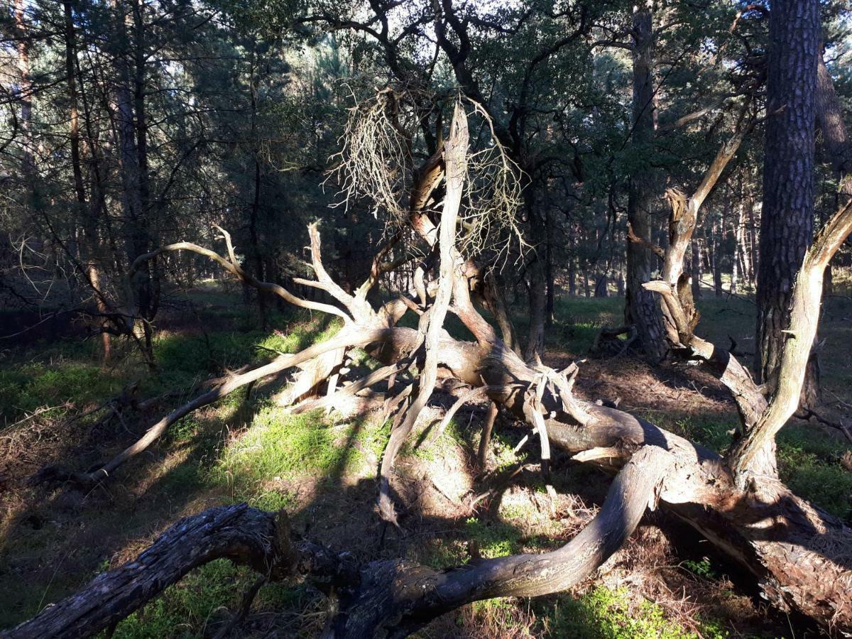 Boshuis Turquoise / Smaakvol Genieten Op De Veluwe Hoenderloo Kültér fotó